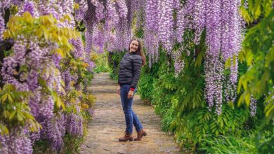 kawachi wisteria garden japan