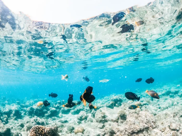 snorkeling in Kamari Beach