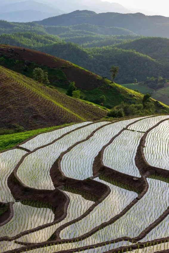 Chiang Mai Rice Terrace