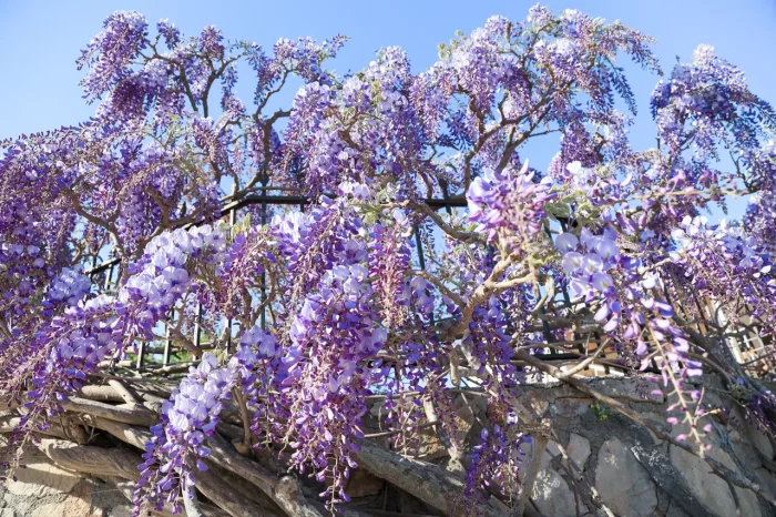 Kawachi Fuji Wisteria Garden close up of flower