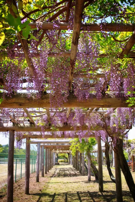 Kawachi Fuji Wisteria Garden flowers