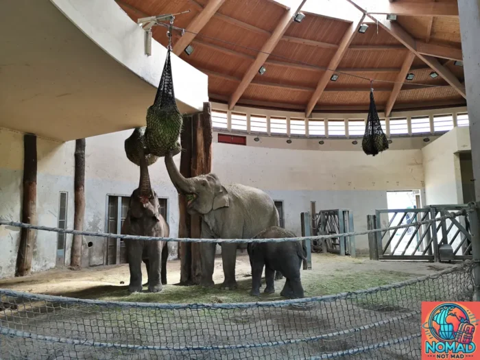 Elephants at the Budapest Zoo